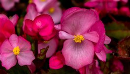 DSC_3916.jpg