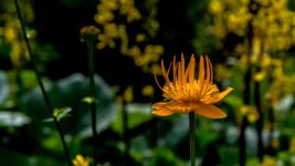 DSC_3931.jpg