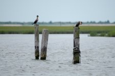 DSC_2471.jpg