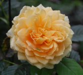 rose w bug2.jpg
