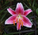 Stargazer.jpg