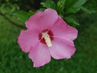 Althea2.jpg