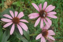 Bee on Coneflower.jpg