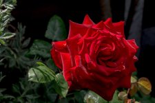 DSC_4023.jpg