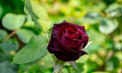 DSC_4022.jpg
