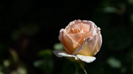 DSC_3990.jpg