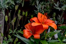 DSC_4026.jpg