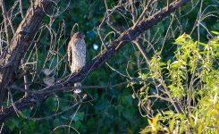 11th July 2015 007.JPG