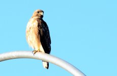 11th July 2015 008.JPG