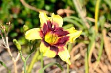 11th July 2015 012.JPG