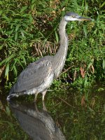 BlueHeron4.jpg