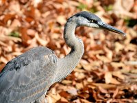 BlueHeron5.jpg