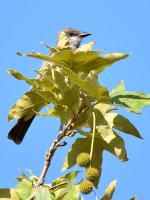 Kingbird.jpg