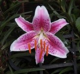 Stargazer after.jpg