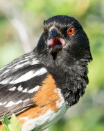 Towhee-1.jpg