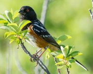 Towhee-2.jpg