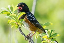 Towhee-3.jpg