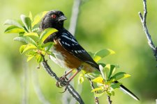 Towhee-4.jpg