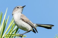 BlueGray-2.jpg