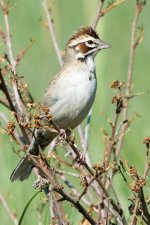 LarkSparrow-1.jpg