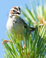 LarkSparrow-2.jpg