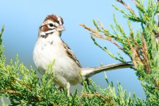 LarkSparrow-3.jpg