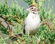 LarkSparrow-4.jpg