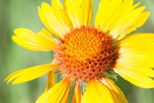BrightFlowers-1.jpg