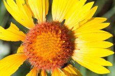 BrightFlowers-2.jpg