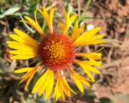 BrightFlowers-3.jpg