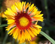BrightFlowers-4.jpg