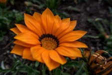 DSC_0583.jpg
