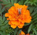 Bee on marigold.jpg