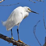 Egret8.jpg