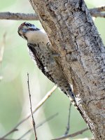 Woodpecker2.jpg
