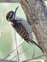 Woodpecker3.jpg