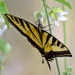 SwallowTail5.jpg