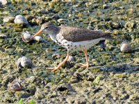 Sandpiper2.jpg