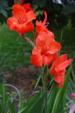 glads (1).JPG