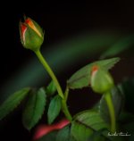 rose-1.jpg