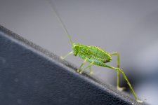 DSC_2873.JPG