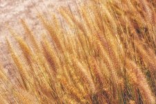12 July 2015 - Out in the Weeds.jpg