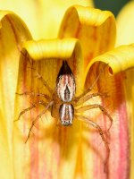 Spider.jpg