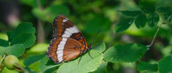 DSC_0689-Muirel Lake Insects-0001-2015-07-12T11_10_36.jpg