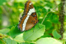 DSC_0728-Muirel Lake Insects-0001-2015-07-12T11_11_53.jpg