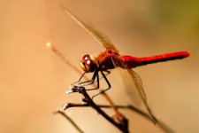 DSC_0584-Muirel Lake Insects-0077-2015-07-12T10_57_22.jpg