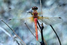 DSC_0645-Muirel Lake Insects-0066-2015-07-12T11_04_05.jpg