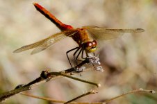 DSC_0656-Muirel Lake Insects-0063-2015-07-12T11_04_43.jpg