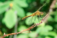 DSC_0739-Muirel Lake Insects-0043-2015-07-12T11_12_47.jpg