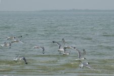 DSC_0102-gulls-0001-2015-07-11T11_49_44.jpg